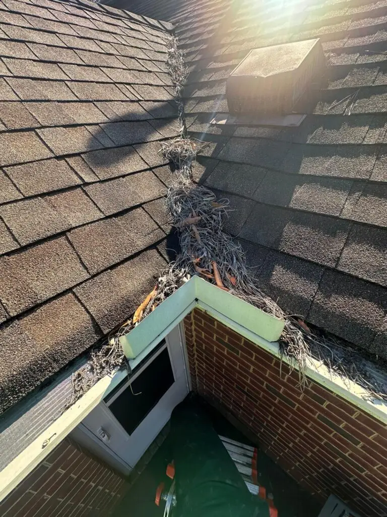 Gutter Cleaning Services in Hampton for pine clogged gutters