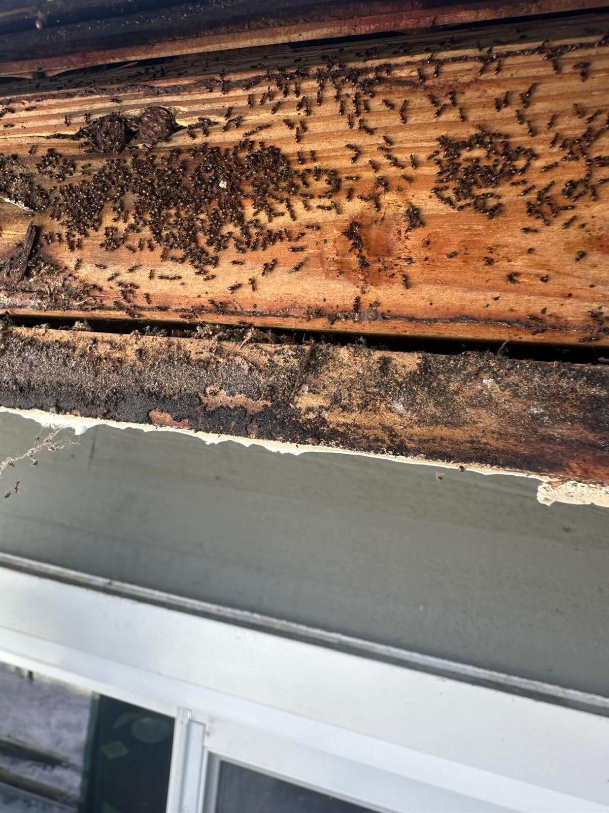 Clogged gutters causing water buildup leading to fascia rot, wood damage, and structural deterioration on roof edge
